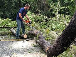 Best Tree and Shrub Care  in Rancho Santa Fe, CA