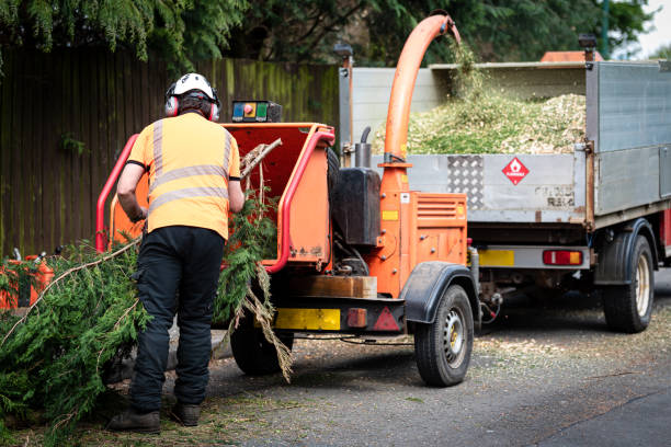 Best Fruit Tree Pruning  in Rancho Santa Fe, CA