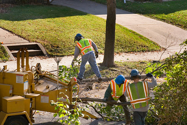 Professional Tree Care Services in Rancho Santa Fe, CA